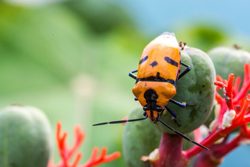Jewel Bugs (Family Scutelleridae)