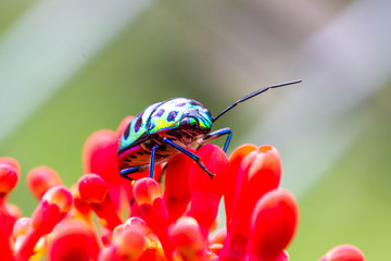 Lychee Shield Bug (Chrysocoris stolli, Scutelleridae)