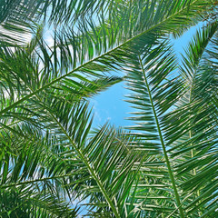 Fototapeta premium Branches of a coconut tree on background sky.