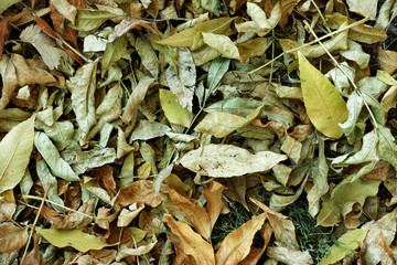 Old dried autumn leaves