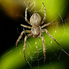 Big spider on the web