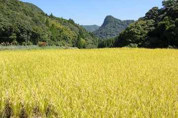 秋の内之尾の棚田の稲