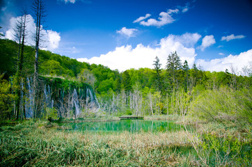 Obraz premium Forest Stream Scenery