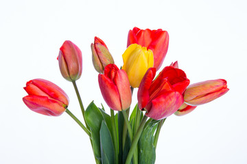 Colorful Tulips Bouquet on White Background