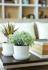 Home decoration with plant book shelf