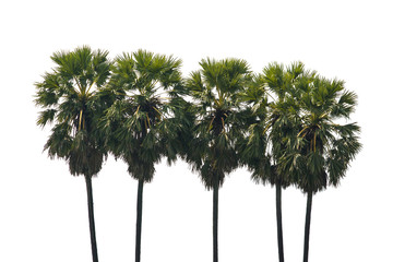 Fototapeta premium Sugar palm
