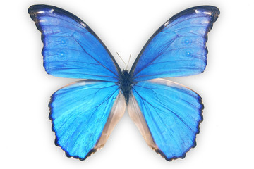 Morphida didius. Butterfly