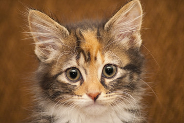 Naklejka na ściany i meble Kitten portrait