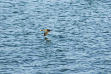 Seagull soaring over water