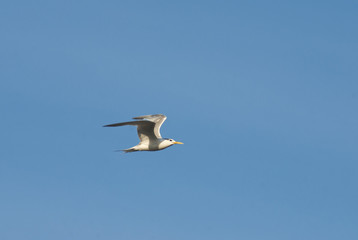 Seagull soaring in the sky