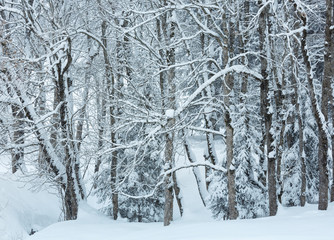 Snowfall in winter mountain misty forest