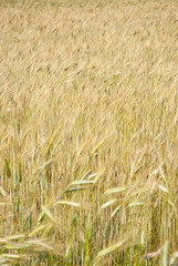 Corn field with clouds above
