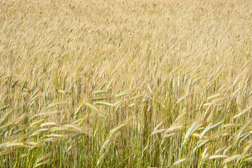 Corn field with clouds above