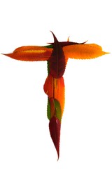 Letter made out of Leaves