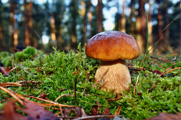 Mushroom boletus