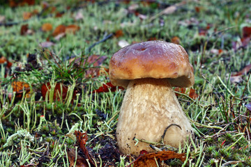 Boletus edulis