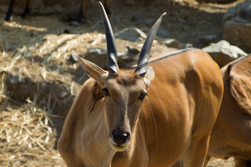 artiodactyls