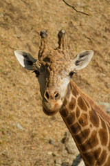 a giraffe