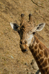 a giraffe
