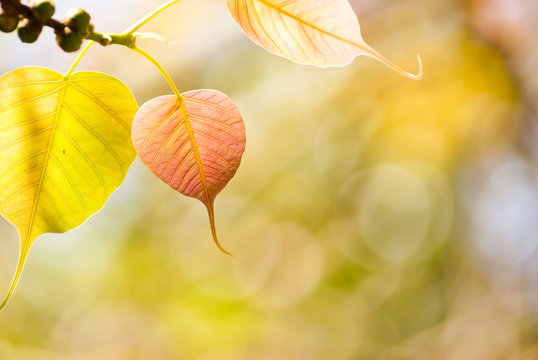 heart shaped leaf with warm sunlight