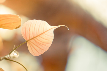 heart shaped leaf with warm sunlight