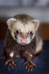 Cute ferret looking at camera