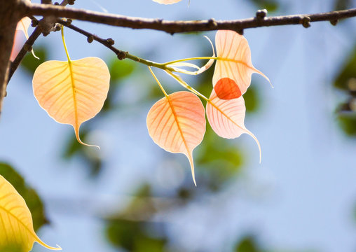 heart shaped leaf with warm sunlight