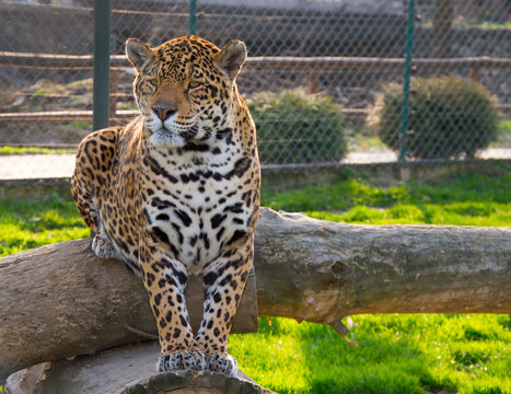 Leopard Jaguar Watching
