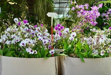 Dendrobium Hybrid Orchid for Sale