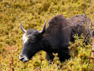 Close up of an eating yak in the himalayas in Bhutan