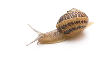 small snail