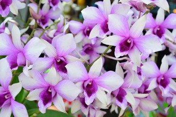Blooming of Dendrobium Hybrid Orchid Flower