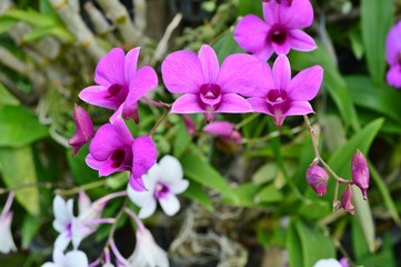 Fototapeta na wymiar Purple Dendrobium Orchid Flower