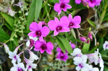 Fototapeta na wymiar Dendrobium Orchids Flower