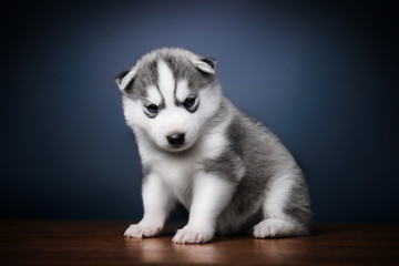 Cute little puppy of siberian husky © Zakharov Evgeniy