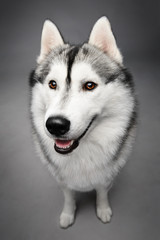 Portrait of siberian husky on gray background
