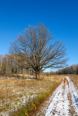 Road in the autumn forest