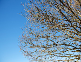 naked tree branches against  sky