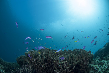 Fototapeta na wymiar 海底のサンゴに舞う小魚
