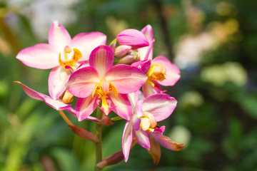 Obraz na płótnie Canvas Soil orchid