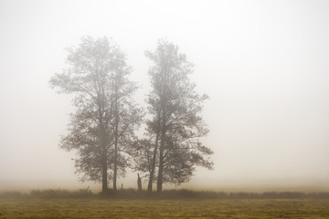 Fototapeta na wymiar Bäume im Nebel 