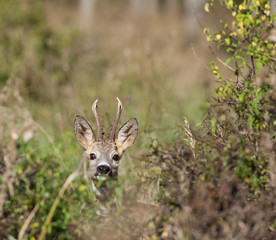 Roe deer