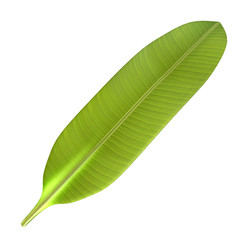 Banana leaf