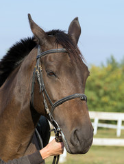 Fototapeta premium portrait mare