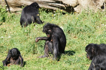 groupe de Bonobo