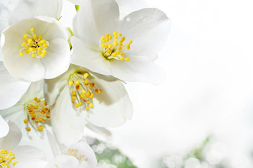 flowers jasmine