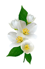 Obraz na płótnie Canvas jasmine white flower isolated on white background