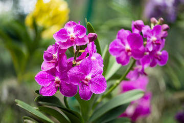 Fototapeta premium Colourful orchid flowers on bright summer day
