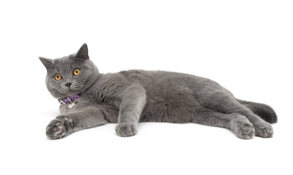 gray cat isolated on white background