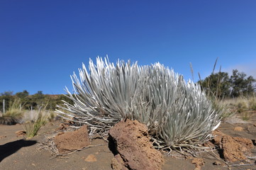 Hawaiian Silversword. Rare plant growing on Mauna Kea volcano